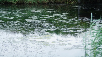 river in the forest