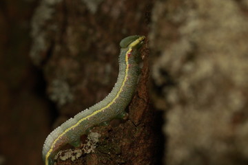 Gąsienica ćmy © Argiz