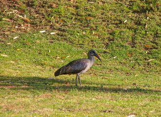Ibis in a grass field