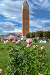 Pink Roses in the Plants