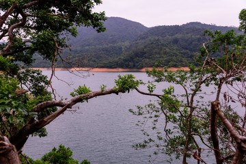 an arch formed by tree branches at shing mun reservoir in hong kong china