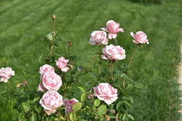 Pink Roses in the Plants