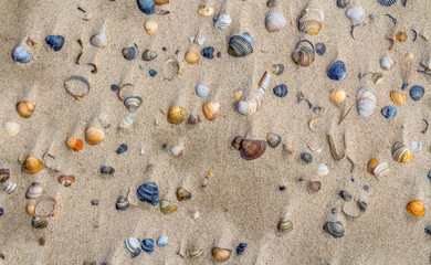 Fototapeta na wymiar seashells on a beach