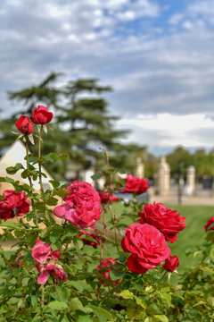 Red Roses Palant in the Garden by Morning