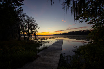 A majestic Cypress tree draped with Spanish Moss at sunrise,Lake Henderson,Florida