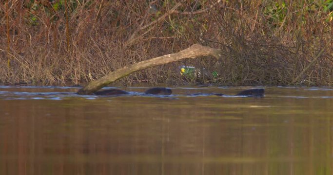 Two river Otters swimming and diving underwater slow motion