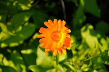 orange flower