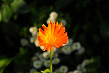 orange flower