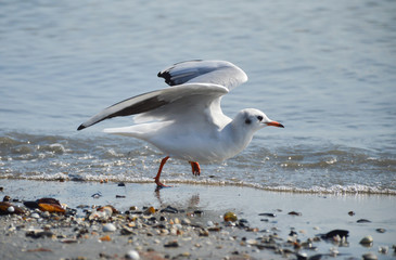 A seagull takes off from the seashore