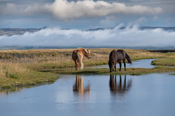 Two Icelandic horses in the wild nature