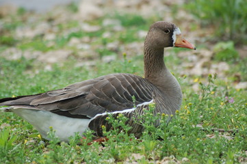 Lesser White Fronted Goose