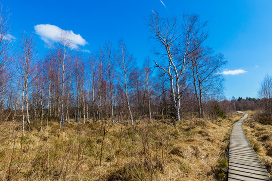 Typische Landschaft im Hohen Venn mit einem Holzsteg.