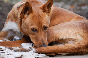 Young Brown dog tied with chain with sad look