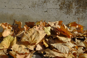 Dry leaves of london plane tree on the ground