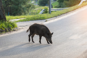 Wild boar walk on the street in the city and looks for food.