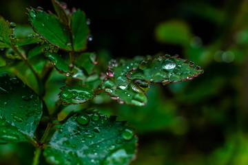 Gouttes d'eau sur feuille verte