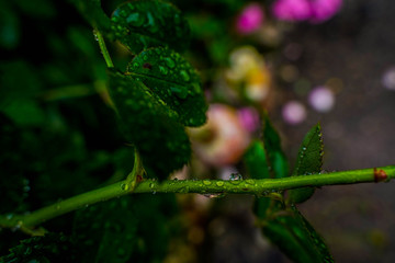 Gouttes d'eau sur feuille verte