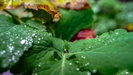 Gouttes d'eau sur feuille verte