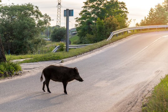 Wild boar walk on the street in the city and looks for food.