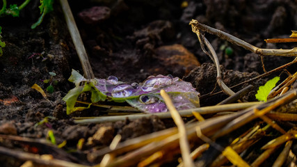 Goutte d'eau sur feuille morte