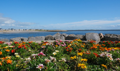 View from Salthill promenade on a sunny summer day, with flowers in the foreground & Galway bay in the background.