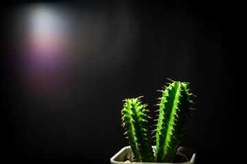 A close-up shot of a small green cactus shining and a black background.