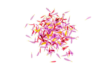 Chrysanthemum flower petals on a white background