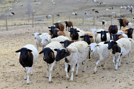 Dorper Sheep