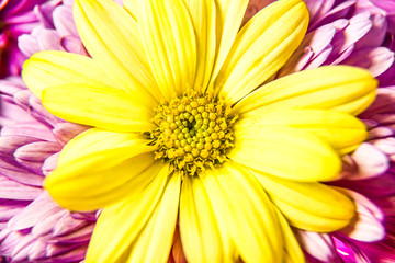 Autumn chrysanthemum flowers close-up as a bright background