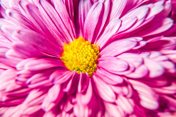Autumn chrysanthemum flowers close-up as a bright background