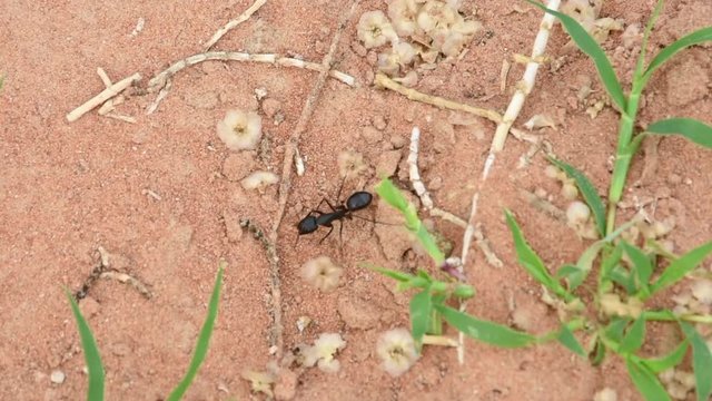 Giant Ant (Camponotus xerxes), a black night time creature, walking along the sand dunes in the United Arab Emirates.