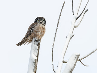 Northern Hawk Owl Perched on Tree Covered in Snow in Winter 