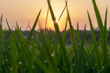 Blurred picture of rice seedlings affect the sun reflecting show bokeh from the dew