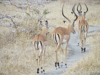 A herd of impala (Aepyceros melampus) walking down a track, Selous, Tanzania