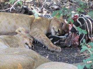 A lion cub (Panthera leo) lying in a zebra carcass, Selous, Tanzania