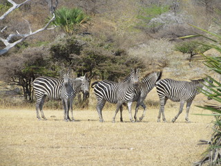 Obraz premium Common zebra (Equus quagga) herd starting to run, Selous, Tanzania