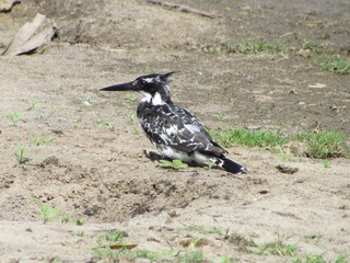 Pied kingfisher (Ceryle rudis) sitting on the ground, Selous, Tanzania