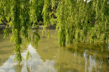 Green leaves on lake in Pamplona, Spain