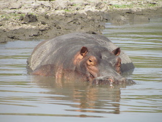 Hippopotamus (Hippopotamus amphibius) in shallow water, Selous, Tanzania