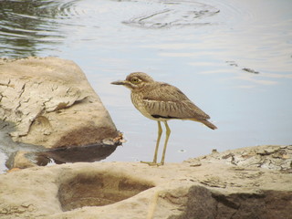 Senegal thicknee (Burhinus senegalensis), Selous, Tanzania