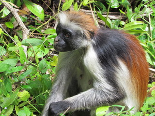 Zanzibar red colobus monkey (Piliocolobus kirkii), Unguja Island, Zanzibar