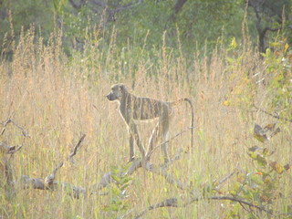 Yellow baboon (Papio cynocephalus) in long grass, Selous, Tanzania