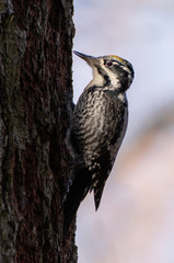 Eurasian Three-toed woodpecker (Picoides tridactylus) close up