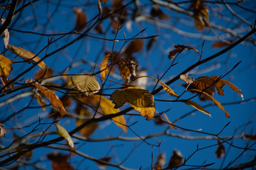 bird on a branch
