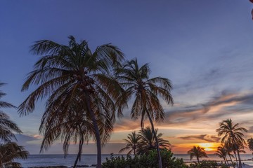 Fototapeta na wymiar Gorgeous colorful view of sunset on Curacao island. Gorgeous view of green palm trees on blue sky background. Beautiful nature landscape. Caribbean. 
