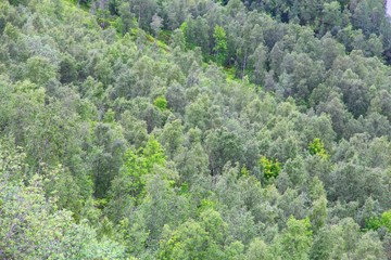 Boreal forest in Norway