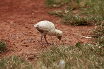 chick running over grasslands and red earth