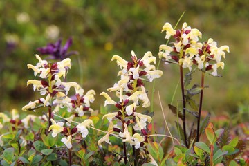 Naklejka premium Root parasite plant