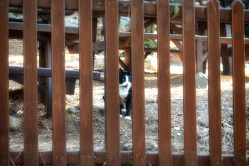 Beautiful cypriot cat behind a wooden fence. Sunny day in the forest