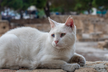 Naklejka na ściany i meble White Cypriot cat with heterochromia (eyes of different colors) lives near the church.